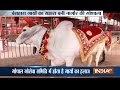 A special ‘Gaushala Hospital’ in Nagaur where cows are treated