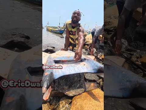 GIANT Manta Ray Catch of a Lifetime!