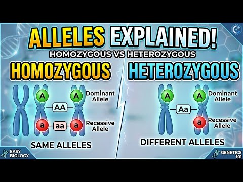 HOMOZYGOUS AND HETROZYGOUS ALLELIC PAIR..