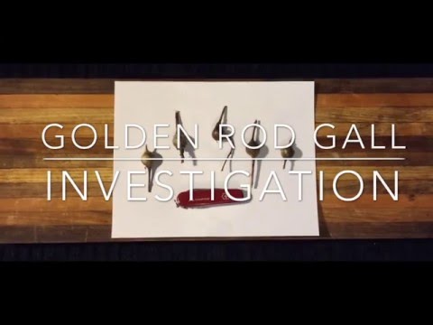 Goldenrod Gall Fly Investigation