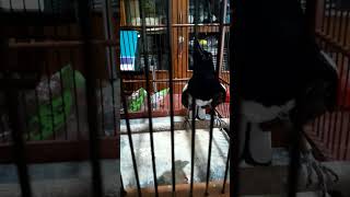 Download lagu Kacer jinak gacor #kicaumania #pancingansuarakacer #kacermaniajakarta #kacermania mp3 Download lagu Kacer jinak gacor #kicaumania #pancingansuarakacer #kacermaniajakarta #kacermania mp3