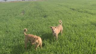 appe gappe playground