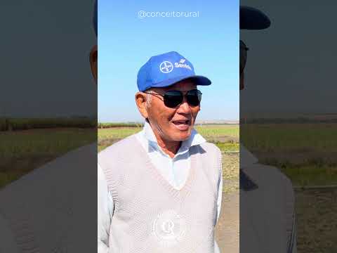 Parte 2 🌸O ÚNICO CULTIVO DE RAIZ DE LÓTUS DO BRASIL  #CulturaOriental #ConceitoRural #InteriorDeSP