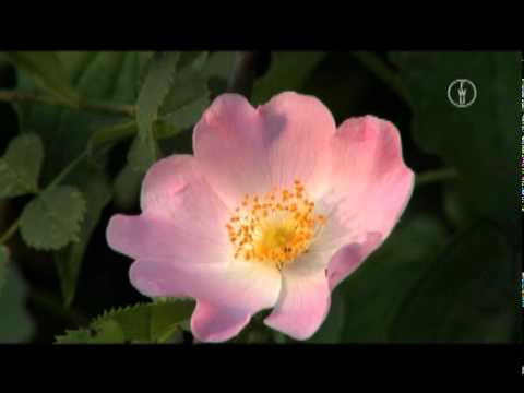 FWU - Pflanzenkunde - Fortpflanzungsstrategien von Blütenpflanzen  (4602687)