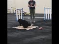 Circus School At Fetch Sam