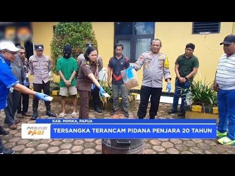 POLRES MIMIKA PEMUSNAHAN BARBUK NARKOTIKA
