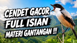 Download lagu 🔴 CENDET GACOR ISIAN MEWAH MATERI GANTANGAN COCOK UNTUK MASTERAN CENDET BAHAN mp3
