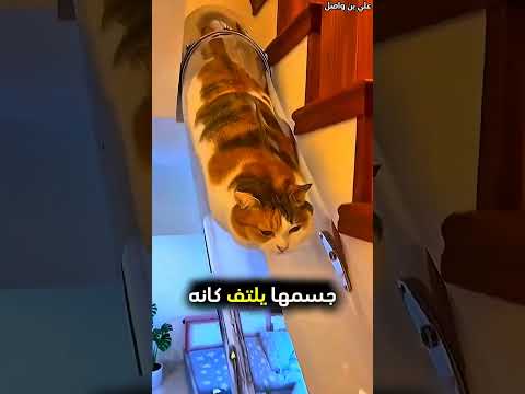 هذه القطة تلعب في منزلها مع صاحبتها#shorts
