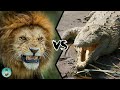 LION VS CROCODILE Who Would Win