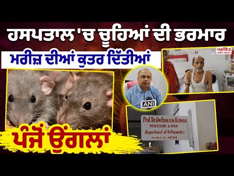 ਹਸਪਤਾਲ 'ਚ ਚੂਹਿਆਂ ਦੀ ਭਰਮਾਰ, ਮਰੀਜ਼ ਦੀਆਂ ਕੁਤਰ ਦਿੱਤੀਆਂ ਪੰਜੋਂ ਉਂਗਲਾਂ