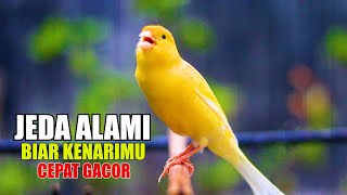 Download lagu SUARA KENARI DENGAN JEDA ALAMI, KASIH WAKTU KENARIMU BUNYI mp3