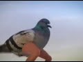 Bird In Heels