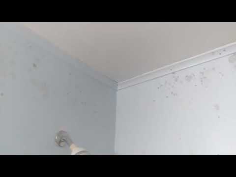 Mold All Over the Bathroom Walls & Ceiling...
