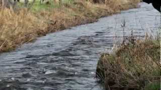 preview picture of video 'Mossat Trout Fishery - Fly fishing for wild brown trout - 1'