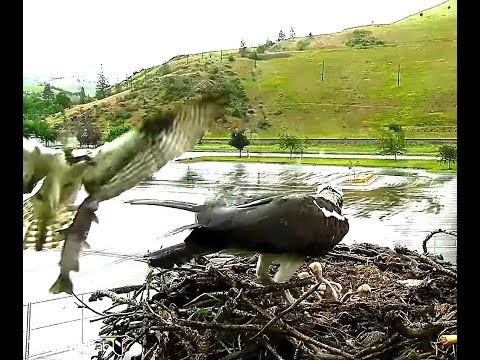 Hellgate osprey MT  6 11 18 932am Louis returns back after 24hrs with a Whale fish
