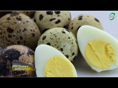 erecția ouălor de prepeliță
