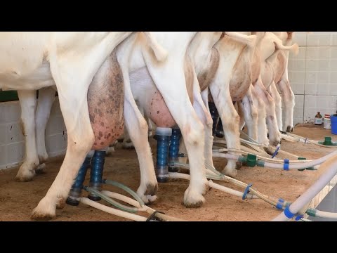 , title : 'Produção de leite de cabra em Alfenas'
