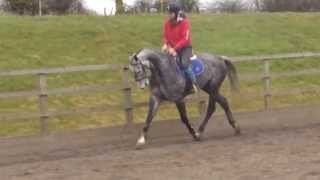 Brian - 16.1hh 6yo Warmblood Gelding