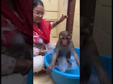 Oh my God😰Wait For End😳Aunty ko Surprise😂 #monkey #animals #reels #viral