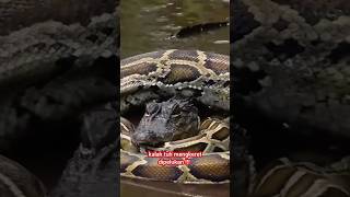 Download lagu Snake Eats Crocodile!!! Big Crocodile Wins!!! Small Crocodile Defeats!!! mp3