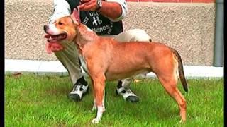 American Staffordshire Terrier – Pet Dog Documentary English