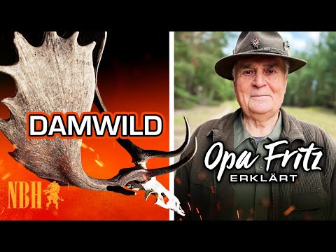 Grandpa Fritz explains fallow deer antlers - a magnificent buck | Fallow deer whisperer shows his...