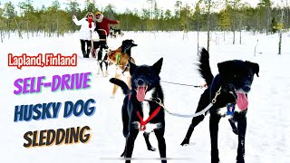 10km Self-Drive Dog Sledding / Husky Mushing Experience in Lapland, Finland 🇫🇮