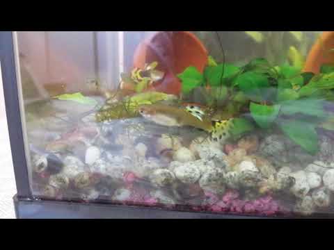 Guppy vs. CPO crayfish - BIG FIGHT!!!