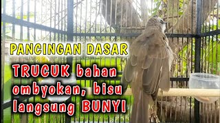 Download lagu PANGGILAN DASAR TRUCUK, ampuh memancing trucuk bahan, ombyokan, macet cepat bunyi mp3