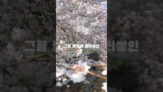 숨은 벚꽃명소🌸단돈 5만원에 벚꽃밭에서 힐링 그잡채 #한밤실마을 #부석사 #부석한밤실 #영주여행