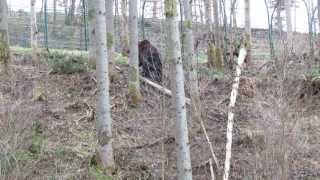 preview picture of video 'Alternativer Wolf und Bärenpark Schwarzwald: Schapi'