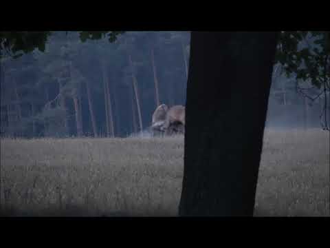 Brunftkampf Rotwild, fighting rutting stags