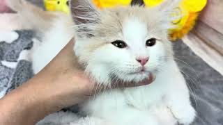 ノルウェージャンフォレストキャットの動画01