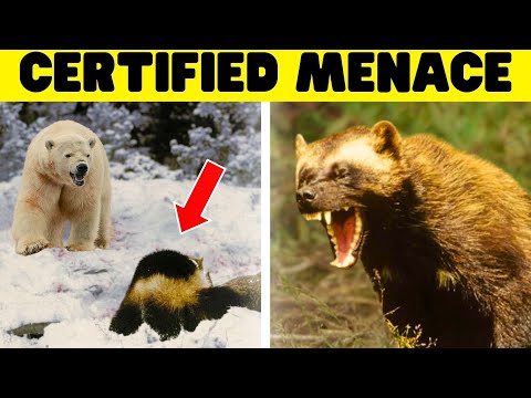 Why The Wolverine Is a Jacked Up Honey Badger