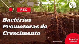 MANEJO ECOLÓGICO DE SOLO | Bactérias promotoras de crescimento