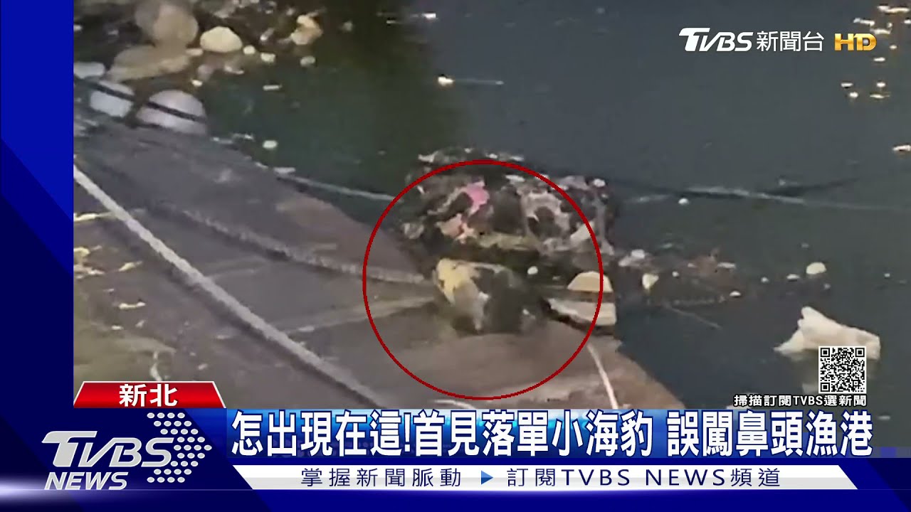 怎出現在這!生處極地海豹!誤闖鼻頭漁港 動保處圍捕嚇跑游出港