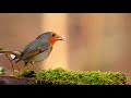 Krishna Flute Music Music For Positive Energy Mind Body And Soul Relaxation