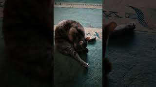 Yoga Stunde #katzenliebe #cat #kitten #cute #cutecat