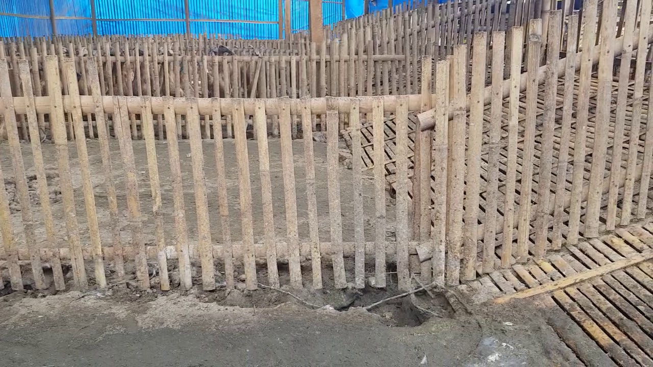 Kandang bebek petelur modern sistem kering tanpa bau #itikpetelur #bebekpetelur