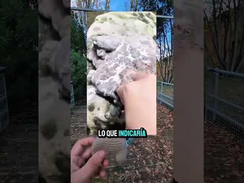 Responding to @Meowrld