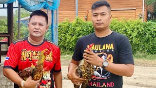 Download lagu BERKUNJUNG KE FARM MEESUWAN DI THAILAND mp3