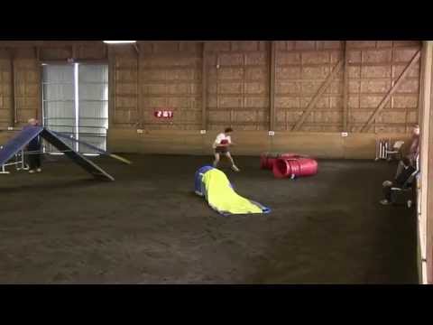 Cooper - USDAA Perf Mast Challenge Standard 52414