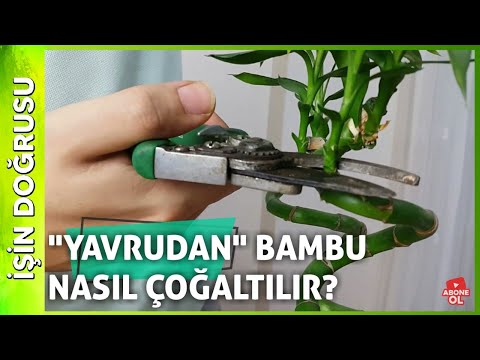 , title : 'Bambu Nasıl Çoğaltılır? - Bambuda Yavru Köklendirme Yöntemi'