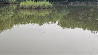 Carrasco Ranch is live Feeding Big Catfish Tuesday