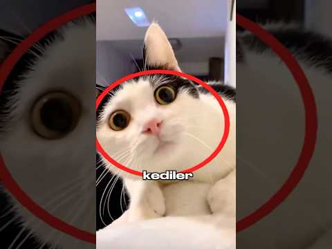 Kediler Köpeklerden Daha mı Zeki? 😳