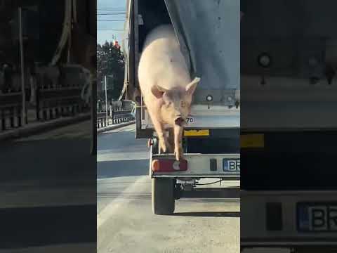 , title : 'Săritură porc din camionetă'