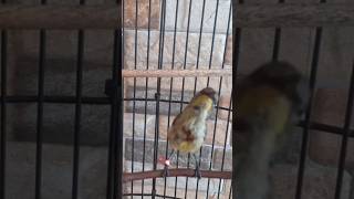 Download lagu KONIN TROTOL GACOR , GAYA MEWAH . KONIN TROTOL 070924 #konin mp3 Download lagu KONIN TROTOL GACOR , GAYA MEWAH . KONIN TROTOL 070924 #konin mp3