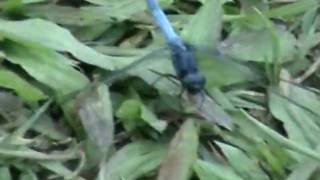 preview picture of video 'Blue Dragon Fly at Vellaimalai,Valparai'