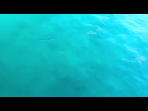 Sharks swimming at the port of Puerto Ayola, Santa Cruz in Galapagos 
