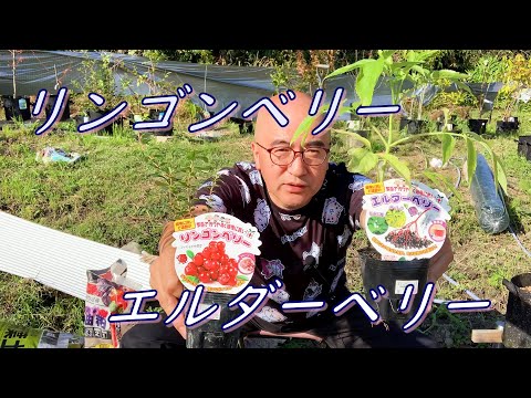 スノキニウム オキシコッコス